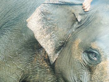 Close-up of elephant on human hand