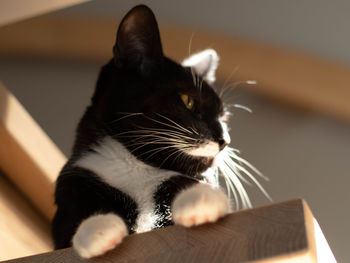 Close-up of a cat