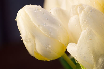 Close-up of wet flower