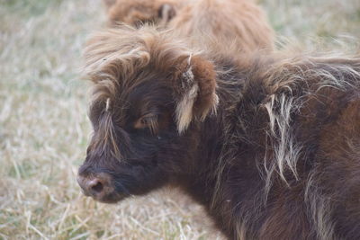 Close-up of cow