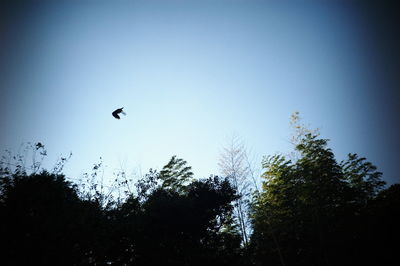 Low angle view of silhouette trees against clear sky