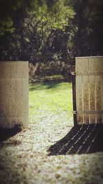 Shadow of tree on grass