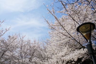 Low angle view of cherry blossom against sky