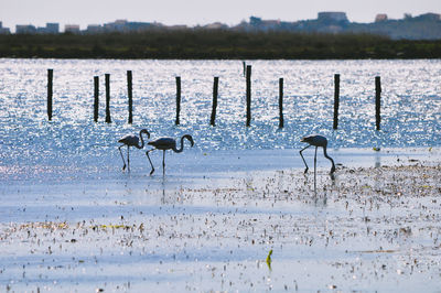 View of flamingos on beach