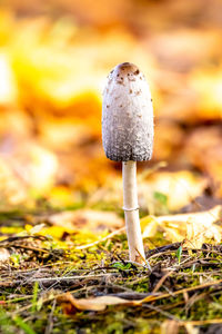 Close-up of mushroom growing on field