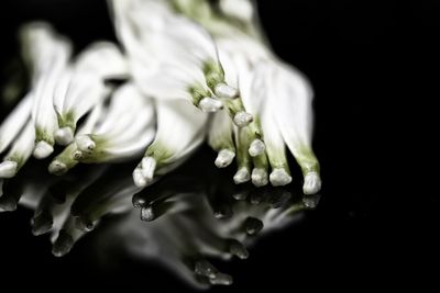 Close-up of white roses against black background