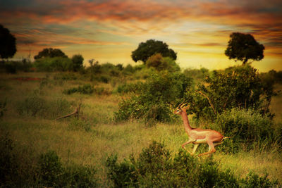 Anrilop on landscape against sky at sunset