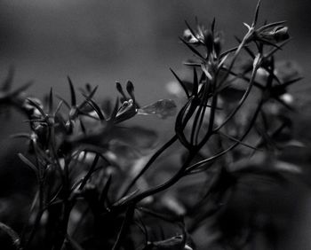 Close-up of plant against blurred background