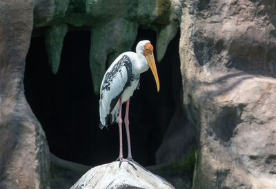 Close-up of bird perching on rock