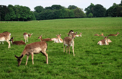 Deer in grassy field