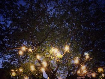 Low angle view of trees against sky at night