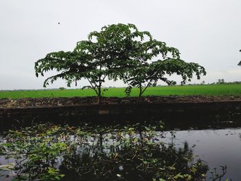 Tree by lake against sky