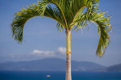 Close-up of palm tree by sea against sky