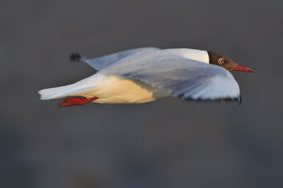 Close-up of bird flying