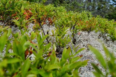 Close-up of plants growing on field