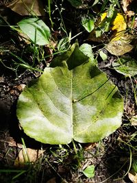 Close-up of leaf