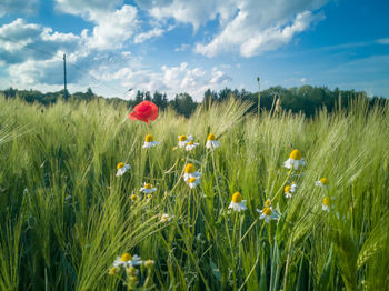 Scenic view of flowering plants on field against sky