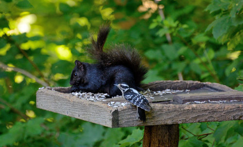 View of monkey on tree