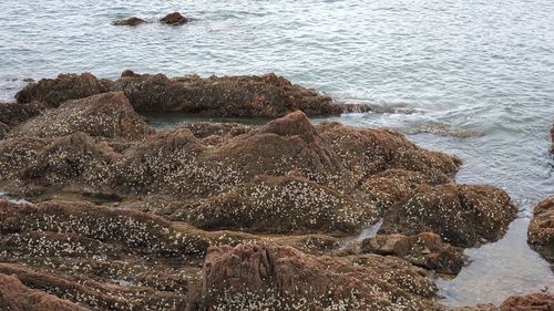 High angle view of rocks on beach