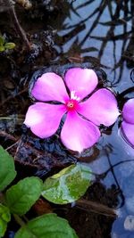 Close-up of pink flowering plant