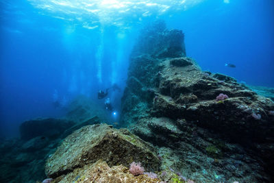 Fish swimming in sea