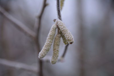 Close-up of frozen plant