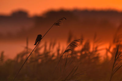 Close-up of wheat growing on field against sky during sunset