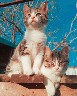 Portrait of cat with kitten sitting outdoors