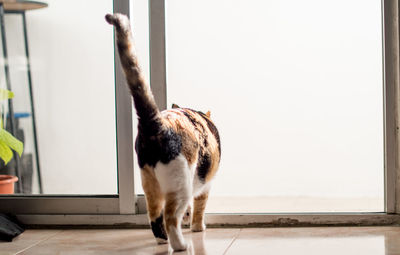 Cat walking on tiled floor