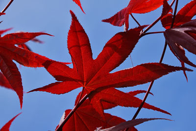 Low angle view of maple leaves