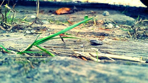 Close-up of plant against blurred background