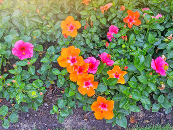 High angle view of pink flowering plants