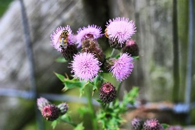 Close-up of pink flowers