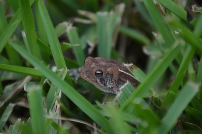 High angle view of lizard on grass