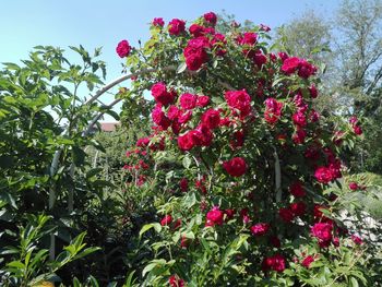 Close-up of pink flowering plants