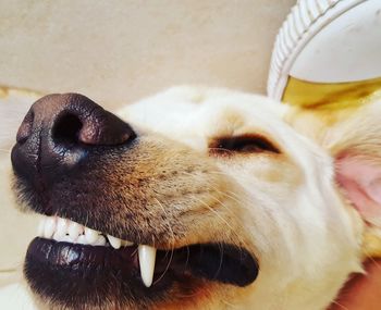 Close-up of dog resting