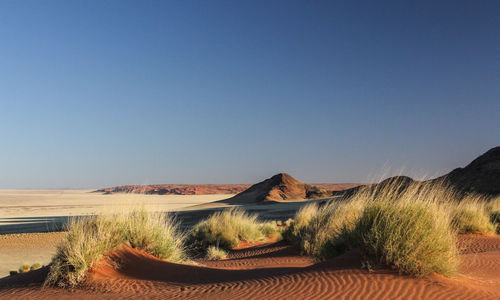 Grass growing on desert landscape against clear sky