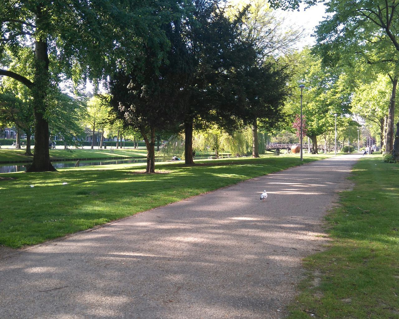 ROAD AMIDST TREES IN PARK