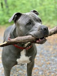 Close-up of a amstaff dog looking away