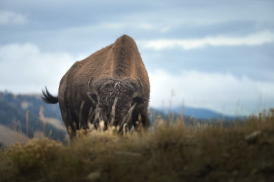 Bison grazing on field against sky