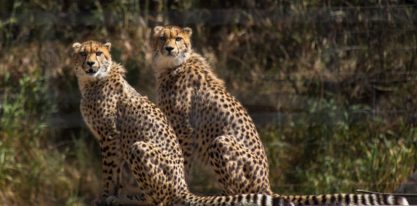 Cheetahs sitting in forest seen through glass window