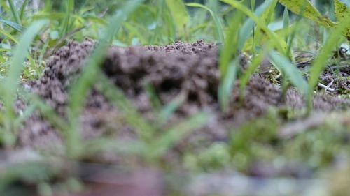 Close-up of plant growing on field