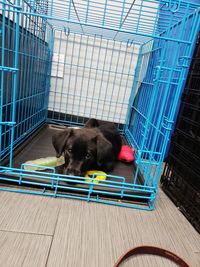 Puppy sitting in cage