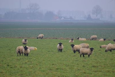 Sheep grazing on field