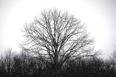 Silhouette of tree against sky