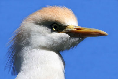 Close-up of a bird looking away