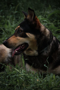 Close-up of a dog on field