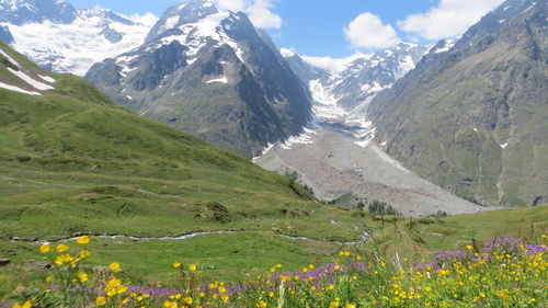 An amazing view of pink and yellow flowers and green vegetation in front of the snowy mont blanc