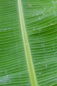 Full frame shot of green leaves