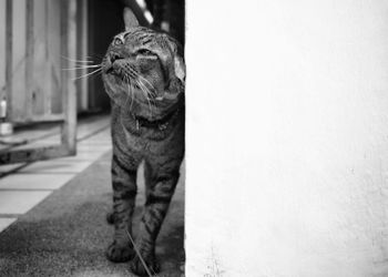 Close-up of cat rubbing ear on wall